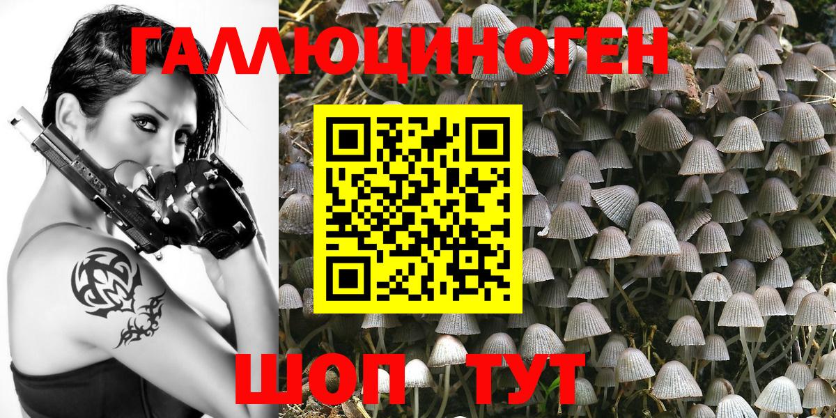 Псилоцибиновые грибы Psilocybe  Псилоцибиновые грибы GOLDEN TEACHER  Камышлов  Вход с VPN 
